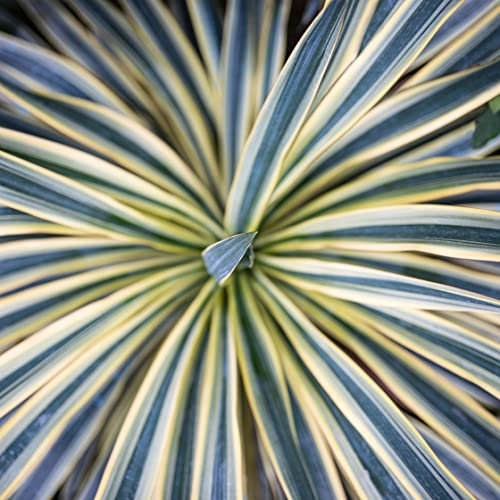 Cordyline Australis 'Torbay Dazzler' Cabbage Palm Hardy Shrub Easy to Grow Your Own Exotic Low Maintenance Outdoor Garden Plants 2X 7.5-Litre Potted Plant by Suttons
