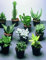Generico Ensemble Vraies plantes succulentes (10 pcs)