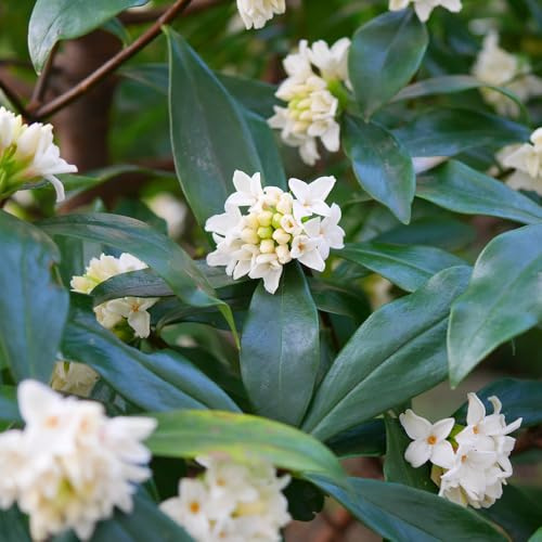 YouGarden Daphne 'Perfume Princess White', 1 x 13cm Pot, Established Winter Flowering Evergreen Shrub, Ready To Plant