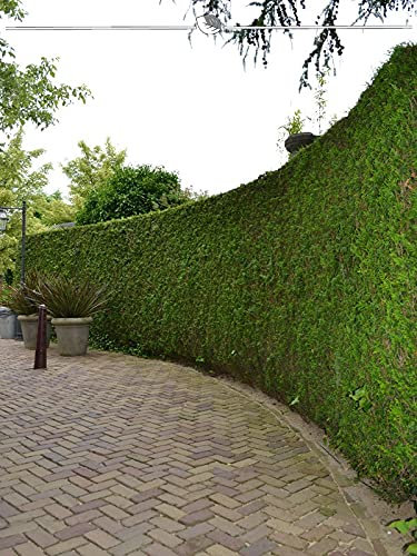 Lebensbaum plicata Martin 200-225 cm. 18 Bäume. Grüner Thuja Sichtschutz Zaun
