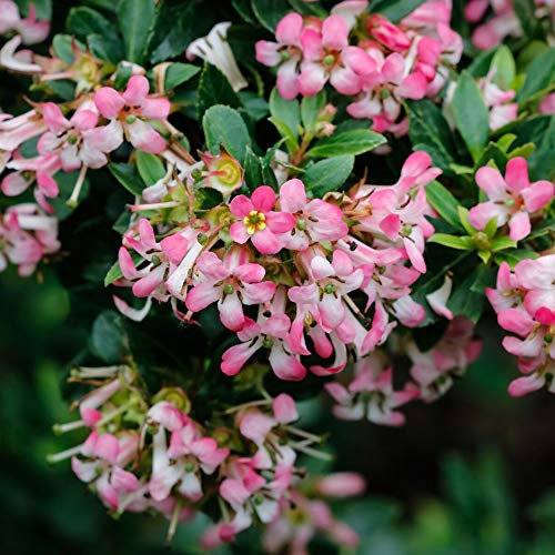 Escallonia Show Stopper Bushy Evergreen Pink Flowering Outdoor Garden Shrub (20-30cm (Incl. Pot))
