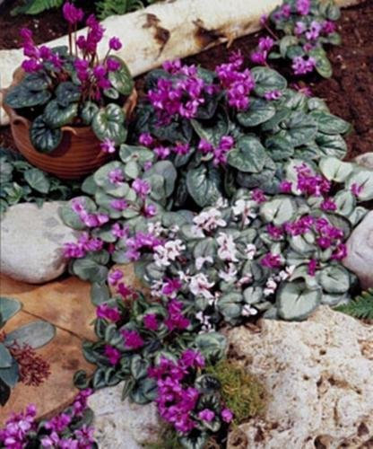 Graines Cyclamen coum vivaces