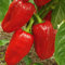 Rubinova Paprika Samen für ca. 15 Pflanzen - frühreif und ertragreich