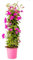 Bonplants Bougainvillea Glabra Alexandra (Piramide Viola/Fucsia, Vaso 17, h 75 cm)