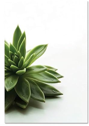 Gxllhh Bilder Sukkulente Pflanzen Leinwand Bilder Mit Holzrahme, Moderne Wandbilder Wohnzimmer, Rahmen Kunstdruck Gemälde,Deko Bilder Für Wohnzimmer Schlafzimmer,Leinwandbilder Wohnzimmer 40X60Cm