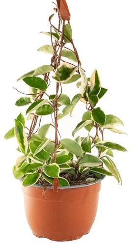 Bonplants Hoya, Pianta Vera dai Fiori di Cera, Rara in Vaso da 18 cm (CARNOSA KRIMSON QUEEN)