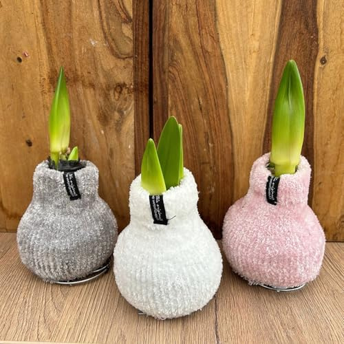 Amaryllis in Wachs, Dekor 'Pullover Cozy Fluffy' nach Verfügbarkeit, Blüte weiß
