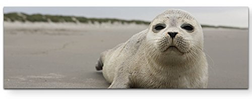 Paul Sinus Art Leinwandbilder | Bilder Leinwand 120x40cm Robbe – Fotografie