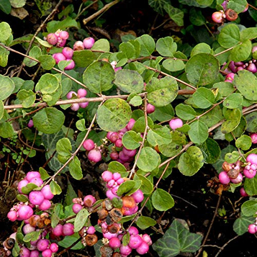 Schneebeere - Symphoricarpos Doorenbos 'Amethyst' - 50-60 cm Topf - Lila Beeren und attraktives Laub