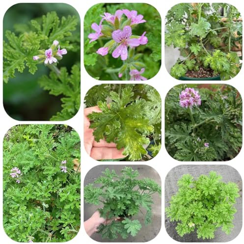 pianta di geranio limone - semi semi di fiori erbe aromatiche - piante rare - fiori prato piante resistenti da balcone resistenti in vaso erbe aromatiche erbacee geranio limone in vaso 25pcs
