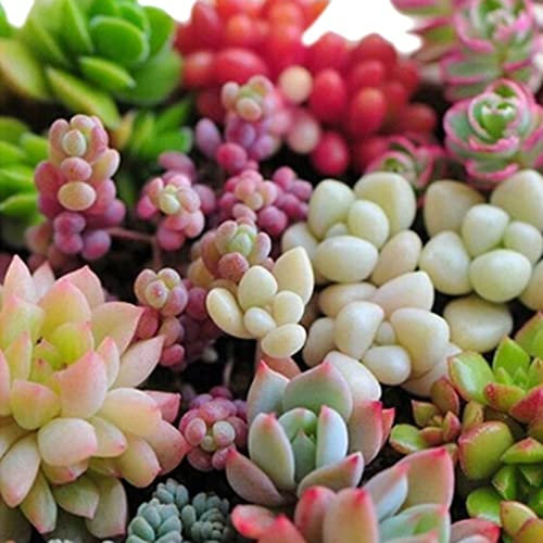 Haloppe 300 Pz Semi di Piante Succulente per la Piantagione del Giardino di Casa, Piante Grasse Rare Miste Semi di Piante Perenni Giardino Balcone Decorazione Bonsai Semi succulenti
