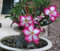 Frische Desert Rose (Adenium obesum) Mischfarben 10 Samen Exotische Saftige