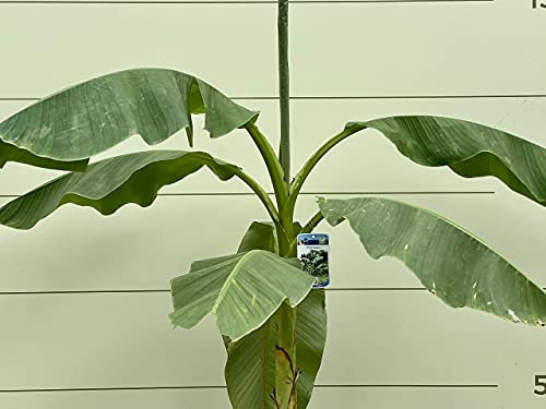 Tropictrees - Bananenpflanze - Musa Basjoo - Bananenstauden