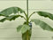 Tropictrees - Bananenpflanze - Musa Basjoo - Bananenstauden