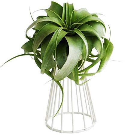 JOROBURO Supporto Grande con Base per Piante Aeree Tillandsia, Supporto da Tavolo per Interni in Metallo Grandi Supporti per Piante Aeree Streptophylla, Espositore per Felci Aeree per Decorazioni(#1)