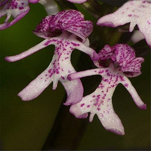 20 Teile/beutel Nackter Mann Orchidee Samen Pflanze Pyramide Affe Orchidee Bonsai Garten Balkon DIY Best Little Garden Home Bonsai