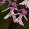 20 Teile/beutel Nackter Mann Orchidee Samen Pflanze Pyramide Affe Orchidee Bonsai Garten Balkon DIY Best Little Garden Home Bonsai