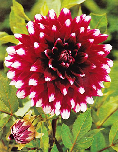 GARTHWAITE NURSERIES® : - 1 Mystery Day Decorative Dahlia Tuber/Bulbs Red to Violet-Red with Large White Tips Garden Summer Flowering Perennial