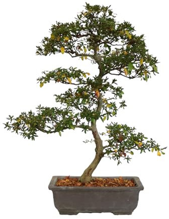KENTIS - Bonsai di Azalea Rhododendron - Bonsai da Esterno Fiorito - Pianta da Fiore Balcone Terrazzo - H 67/77 cm Vaso Ø 31 cm