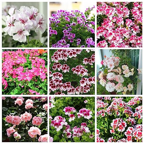 200 pcs Geranien Samen Alte Sorten Saatgut Geranien Hängend Blumensamen Gastgeschenk, Hochbeete Für Garten Blüten Topfpflanzen Echt, Outdoor Pflanzen Schnittblumen Samen, Zimmerpflanzen