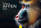 Edition Seidel Premium Kalender Im Reich der Affen 2025 Format DIN A3 Wandkalender Tierkalender Afrika Affe Gorilla Lemur Schimpanse Primaten Regenwald Wildtier Waldtier Melanie Viola
