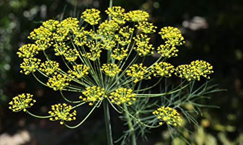 100 semi di aneto (Anethum graveolens)