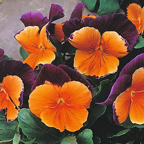 Pansy Jolly Joker x 25 Seeds, Bedding Plant, Fairy Flower Seeds
