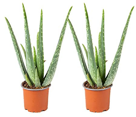 Bloomique - 2er Set - Aloe Vera Pflanze - Zimmerpflanzen - Sukkulenten - Sehr Pflegeleicht - Höhe 25-35 cm - Topf 10,5 cm