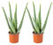 Bloomique - 2er Set - Aloe Vera Pflanze - Zimmerpflanzen - Sukkulenten - Sehr Pflegeleicht - Höhe 25-35 cm - Topf 10,5 cm