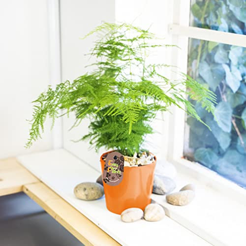 Easy Plants 1 planta de helechos Setaceus de espárragos en blanco brillante con rombos autoriego.