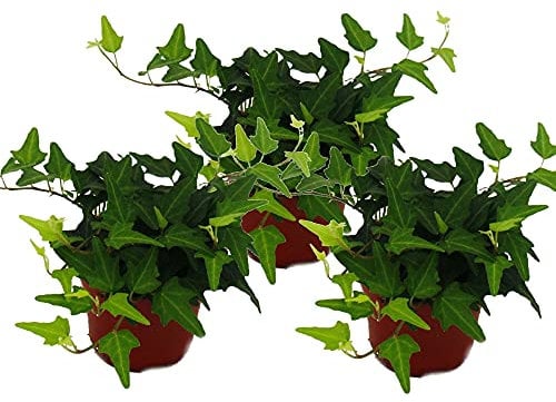 Hedera helix, juego de 3, hiedra, hojas verdes maceta de 9 cm
