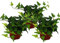 Hedera helix, juego de 3, hiedra, hojas verdes maceta de 9 cm