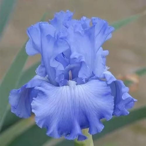 3 pz Bulbi di iris perenni resistenti, i bulbi sono piante perenni resistenti Piante di iris, bulbi di iris, Iris germanica, piante rare fiori di campo piante da giardino rocciose