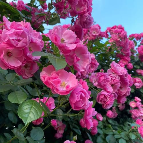 Semillas resistentes de rosas trepadoras arbustos resistentes, rosa trepadora plantas de jardín de plantas de bonsái, plantas perennes resistentes de flores 450pcs