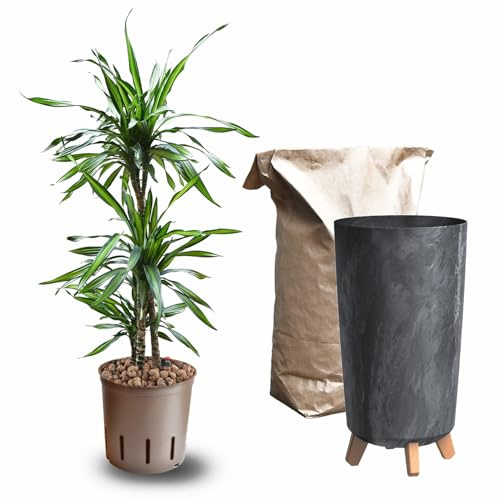 Green Me Up Hydrokultur Zimmerpflanzen Set - Dracaena Rikki Drachenbaum - Wasserstandsanzeige - 10L Blähton - Vase Betonoptik anthrazit - Zimmerpalme 110-120 cm - pflegeleichte Büropflanzen