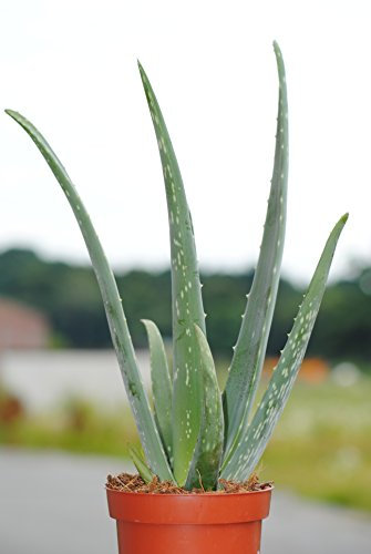 Echte Aloe Vera, 12cm Topf, ca. 40 cm Gesamthöhe (2 Pflanzen)