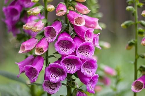 Digitalis purpurea | Foxglove | 6 Plug Plants | Wildflower