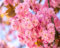 50 Stück Sakura-Baumsamen