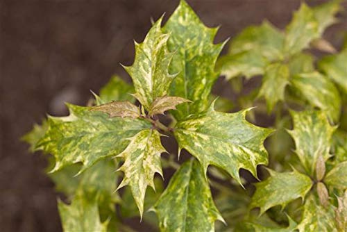 Duftblüte 'Tricolor' 30-40 cm Osmanthus heterophyllus immergrün winterhart | Osmanthus heterophyllus, buntlaubig weiß-grün-rosa, duftende Blüten im Herbst, sonnig bis halbschattig, Sichtschutzhecke
