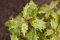 Stachelblättrige Duftblüte Osmanthus heterophyllus 'Tricolor' im Topf gewachsen ca. 30-40cm