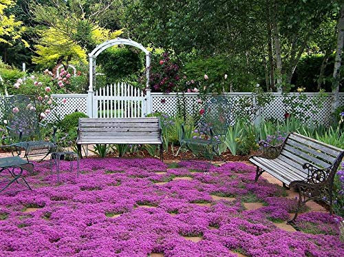 Ultrey Seed House - Fragrance Long Haired Mountain Thyme Seeds Sand Thyme Creeping Carpets Groundcover Perennial Flowers Stonecrop Seed Hardy Perennial