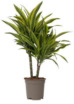 Plant in a Box - Dracaena Deremensis 'Zitronenlimette' - Drachenbaum - Topf 17cm - Höhe 60-70cm