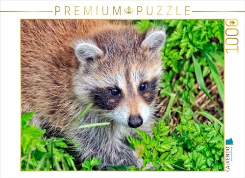 CALVENDO Puzzle Niedlicher Allesfresser - Waschbär | 1000 Teile Lege-Größe 64 x 48 cm Foto-Puzzle für glückliche Stunden