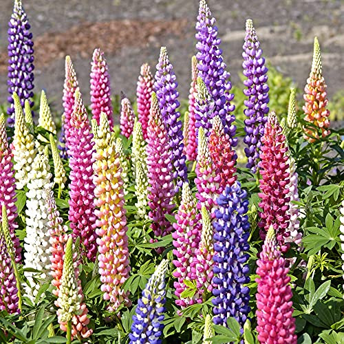 Lupin Gallery Mix Garden Plant Hardy Perennial Flowering Garden Plants Easy to Grow Your Own 1x 9cm Potted Plant by Thompson and Morgan (1)
