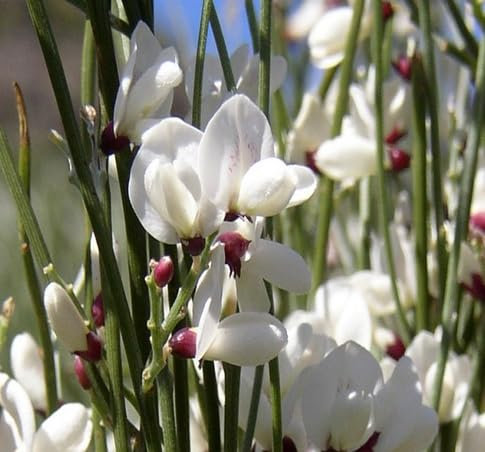 70 semillas de flores de retama