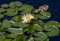 Bloomique - Nymphaea Marliacea Chormat - Gelbe Seerose - Zone 4 - Teichpflanzen Winterhart - Wasserpflanzen - Höhe 20-30 cm - Topf 11 cm