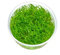 Vesicularia montagnei 'Mini' - Christmas Moos 'Mini' in vitro XL - 8,5cm Bechergröße - Aquariummoos Wasserpflanzen für Aquarien