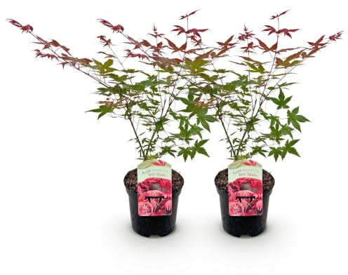GreenboutiQ - Balkonpflanze - Japanischer Ahorn - Acer palmatum Beni Maiko - Rot - 2 Pflanzen - Laubabwerfend - Topf 19cm Höhe 70cm