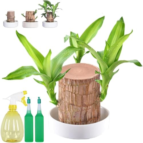 Brasilianische Glücksholzpflanze, 10 cm Glücksbambus Pflanze Mit Mönchsfigur, Hydrokultur Topfpflanzenstumpf, Glücksholz Holzpflanze, für Terrarium, Garten, Studentenwohnheim, Wohnzimmer (A)