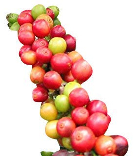 Zwerg - Kaffee 20 Samen -Coffea arabica .nana- Schöne Zimmerpflanze